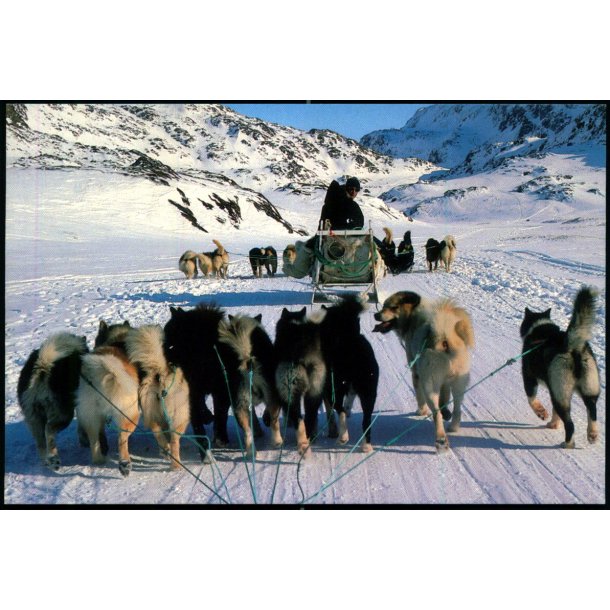 Hundesldekrsel - Grnlands Post 45/93 - Brugt