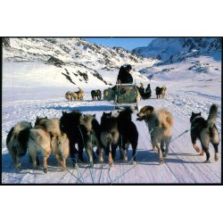 Hundesldekrsel - Grnlands Post 45/93 - Brugt