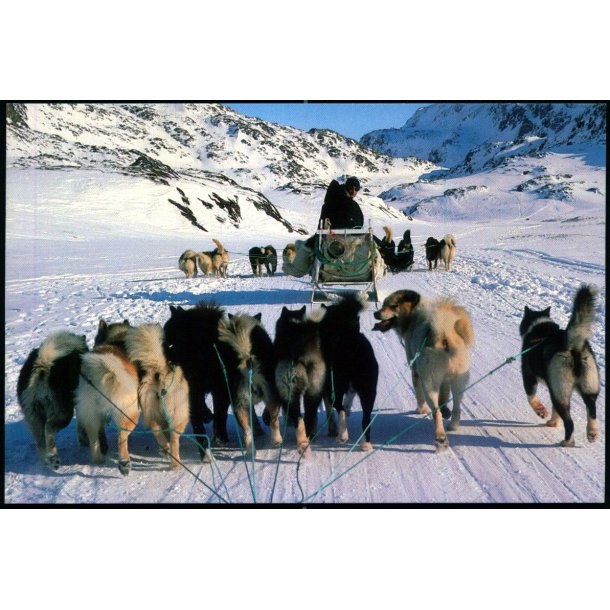 Hundesldekrsel - Grnlands Post 45/93 - Brugt