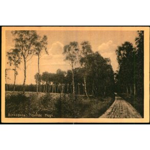 Birkeskov - Tisvilde Hegn - A. Jensens Bogh. 38572 - Ubrugt