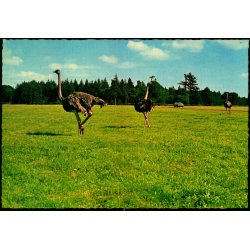 Knuthenborg Safari Park - Lolland - L.F. papirforsyning 143 307 024 - Ubrugt