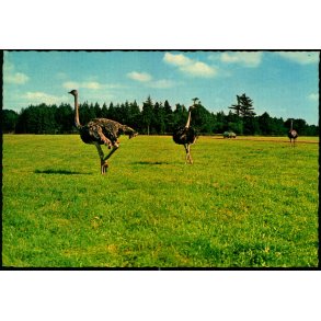 Knuthenborg Safari Park - Lolland - L.F. papirforsyning 143 307 024 - Ubrugt