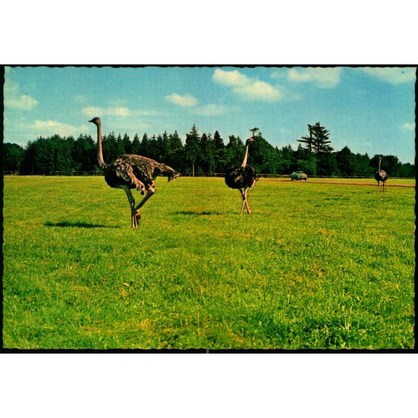 Knuthenborg Safari Park - Lolland - L.F. papirforsyning 143 307 024 - Ubrugt