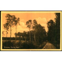 Birkeskov - Tisvilde Hegn - A. Jensens Bogh. 38512 - Ubrugt