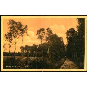 Birkeskov - Tisvilde Hegn - A. Jensens Bogh. 38512 - Ubrugt