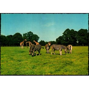 Knuthenborg Safari Park - Lolland - L.F. papirforsyning 143 307 016 - Ubrugt