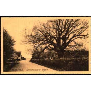 Taasinge - Ambrosius- Egen - Stender T.  37 - Brugt