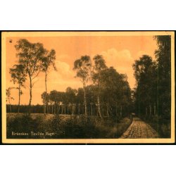 Birkeskov - Tisvilde Hegn - A. Jensens Bogh. 38512 - Brugt