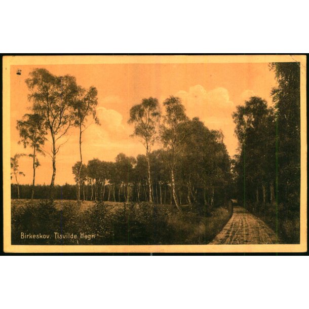Birkeskov - Tisvilde Hegn - A. Jensens Bogh. 38512 - Brugt