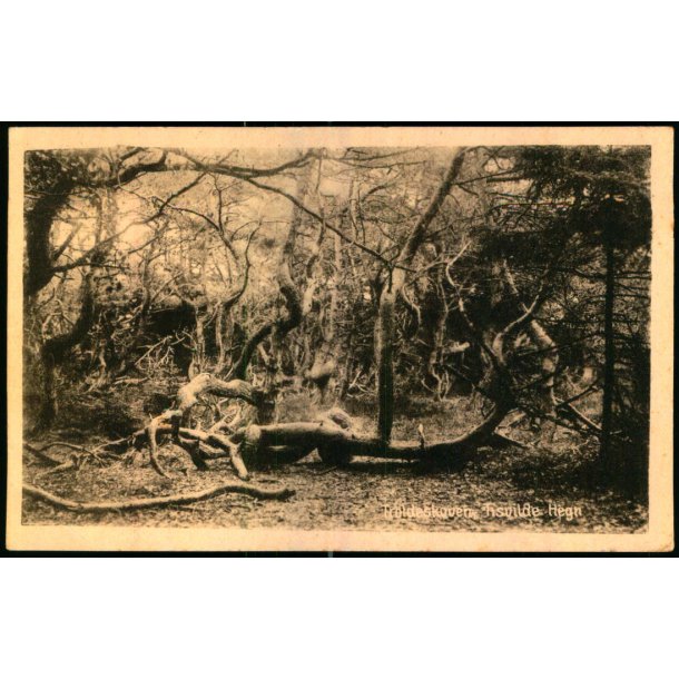 Troldeskoven - Tisvilde Hegn - E. Ramlaus Bogh. u/n - Brugt