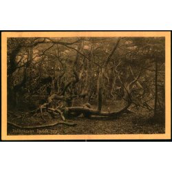 Troldeskoven - Tisvilde Hegn - A. Jensens Bogh. 46019 - Ubrugt