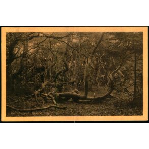 Troldeskoven - Tisvilde Hegn - A. Jensens Bogh. 46019 - Ubrugt