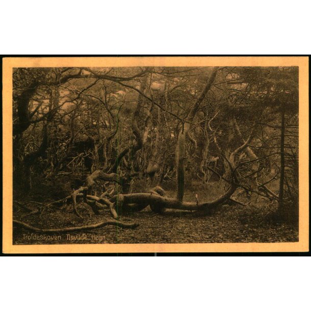 Troldeskoven - Tisvilde Hegn - A. Jensens Bogh. 46019 - Ubrugt