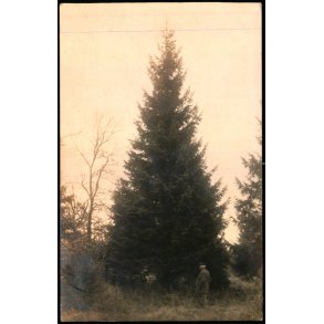 Fredensborg - Tret Fldes - Fotokort 1921 - u/n