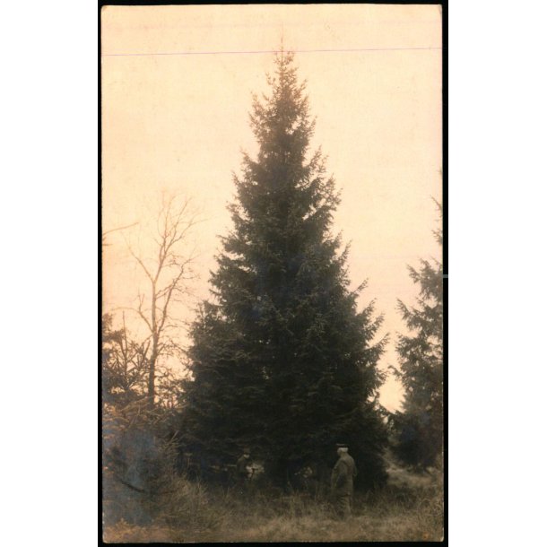 Fredensborg - Tret Fldes - Fotokort 1921 - u/n