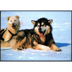 Sldehunde - Forsyningsvirksomheden u/n - Ubrugt