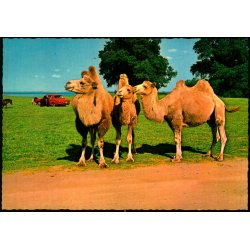 Knuthenborg Safari Park - Lolland - L.F. papirforsyning 143 307 023 - Ubrugt