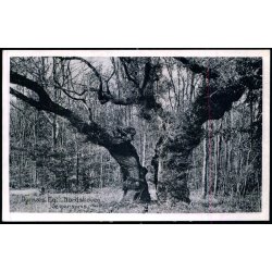 Dyrns Eg - Nordskoven - Jgerspris - J.J. Ebbesens Bogh.  34121 - Ubrugt