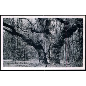 Dyrns Eg - Nordskoven - Jgerspris - J.J. Ebbesens Bogh.  34121 - Ubrugt