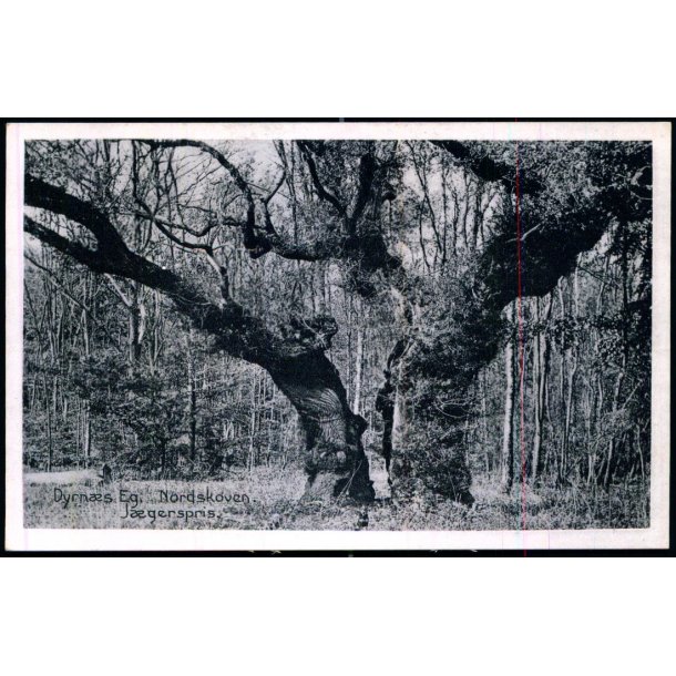 Dyrns Eg - Nordskoven - Jgerspris - J.J. Ebbesens Bogh.  34121 - Ubrugt