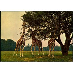 Knuthenborg Safari Park - 738 - Brugt