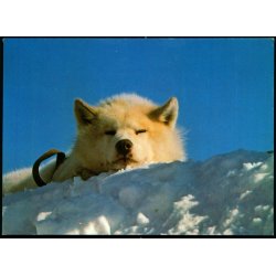 Sldehund - Kap Hope - JWB Repro u/n - Ubrugt