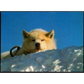 Sldehund - Kap Hope - JWB Repro u/n - Ubrugt