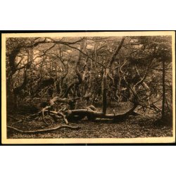 Troldeskoven - Tisvilde Hegn - A. Jensens Bogh. 46019 - Brugt