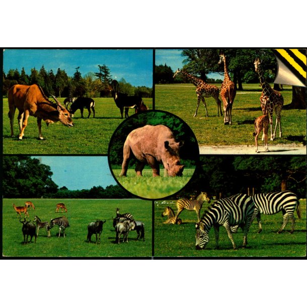 Knuthenborg Safari Park - Top Card KN 16 - Ubrugt
