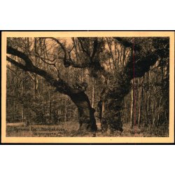 Dyrns Eg - Nordskoven - Jgerspris - K.V. Nielsens Bogh.  34121 - Ubrugt