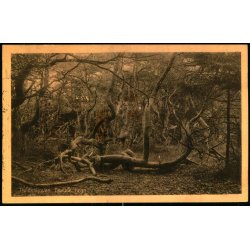 Troldeskoven - Tisvilde Hegn - A. Jensens Bogh. 46019 - Brugt