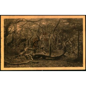 Troldeskoven - Tisvilde Hegn - A. Jensens Bogh. 46019 - Brugt