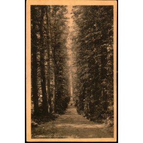 Fredensborg - Sukkenes All - W. Levy 6249