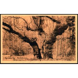 Dyrns Eg - Nordskoven - Jgerspris - Ebbesen /Nielsens Bogh.  34121 - Ubrugt