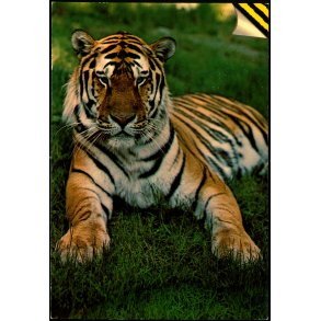 Knuthenborg Safari Park - Top Card KN 15 - Ubrugt