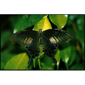 Jesperhus Blomsterpark - 9102 - Ubrugt