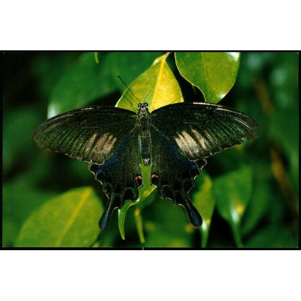 Jesperhus Blomsterpark - 9102 - Ubrugt