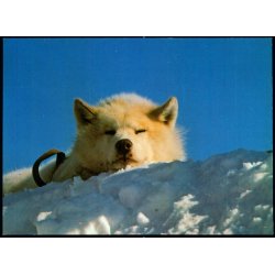 Sldehund - Kap Hope - JWB Repro u/n - Brugt