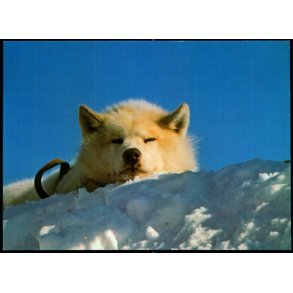 Sldehund - Kap Hope - JWB Repro u/n - Brugt