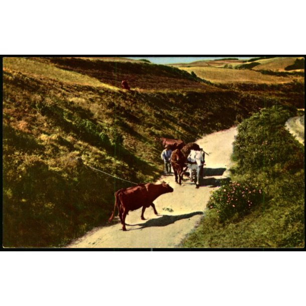 Mols -  Hulvej ved Femm�ller - Rudolf Olsen 348 - Ubrugt