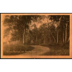 Tisvilde Plantage ved Asserbo Ruin - V. T�rck 633 - Brugt