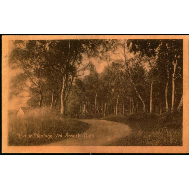 Tisvilde Plantage ved Asserbo Ruin - V. T�rck 633 - Brugt