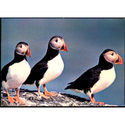 Puffin birds nest in many cliffs - S&oacute;larfilma 164 - Brugt