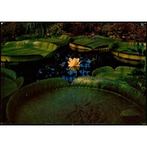 Botanisk Have - Kbenhavn - Grnlund 1215 - Ubrugt