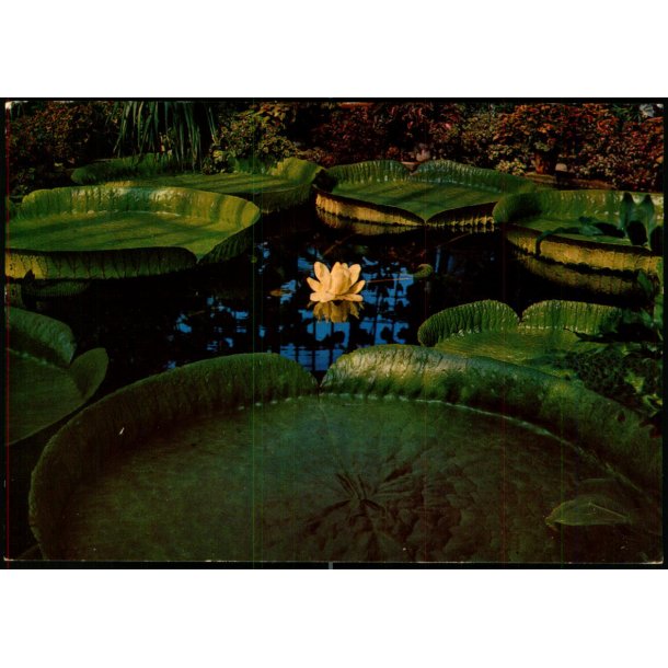 Botanisk Have - Kbenhavn - Grnlund 1215 - Ubrugt