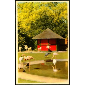 Kbenhavn - Zoologisk Have - Flamingodammen - K. Witt-Mller 6700 - 65