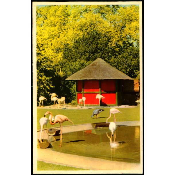 Kbenhavn - Zoologisk Have - Flamingodammen - K. Witt-Mller 6700 - 65