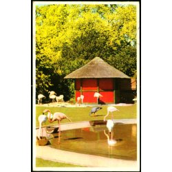 Kbenhavn - Zoologisk Have - Flamingodammen - K. Witt-Mller 6700 - 65