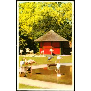 Kbenhavn - Zoologisk Have - Flamingodammen - K. Witt-Mller 6700 - 65
