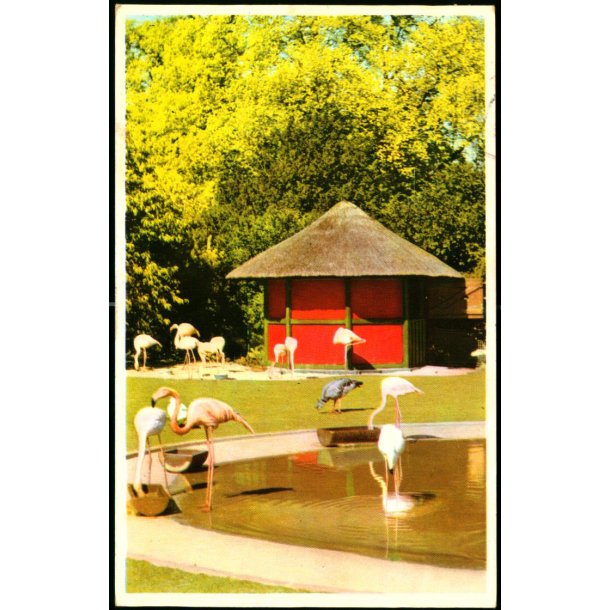 Kbenhavn - Zoologisk Have - Flamingodammen - K. Witt-Mller 6700 - 65